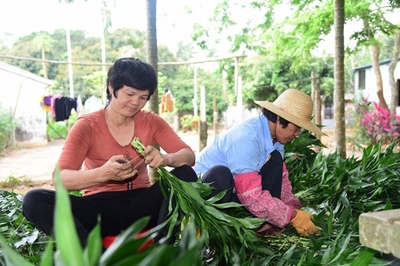 ?？诿捞m區(qū)脫貧戶王康麗 只有勤勞才能致富